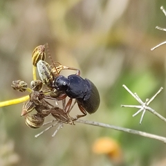 Ophonus incisus