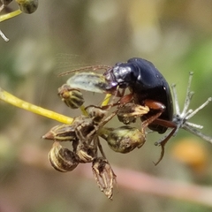 Ophonus incisus