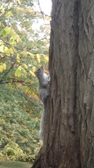 Sciurus carolinensis