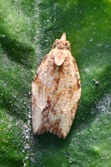 Argyrotaenia franciscana