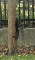 Sciurus carolinensis