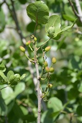 Pistacia vera