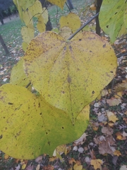 Cercis canadensis