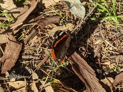Vanessa atalanta