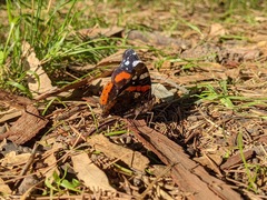 Vanessa atalanta