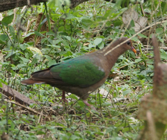 Chalcophaps longirostris