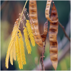 Fabaceae