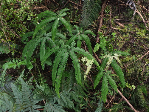 Adiantum hispidulum
