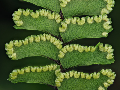 Adiantum hispidulum