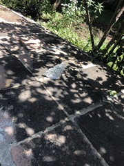 Morpho polyphemus polyphemus