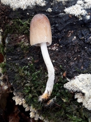 Sarcodontia uda