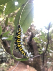 Copaxa multifenestrata