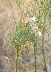 Asclepias fascicularis