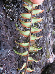 Pellaea calidirupium