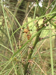 Polistes apachus
