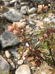 Farinopsis salesoviana