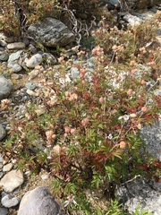 Farinopsis salesoviana