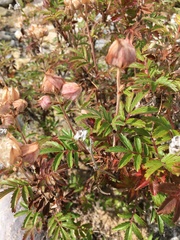 Farinopsis salesoviana