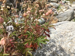 Farinopsis salesoviana