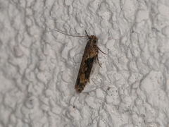 Scrobipalpa costella