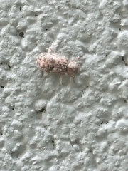 Grynoma