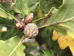 Andricus caliciformis