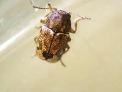 Pachybrachis hepaticus