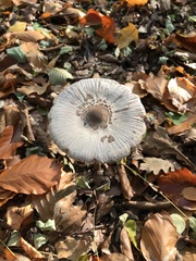 Macrolepiota procera