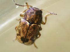 Pachybrachis hepaticus