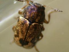 Pachybrachis hepaticus