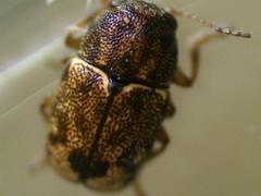 Pachybrachis hepaticus