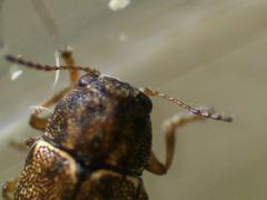 Pachybrachis hepaticus