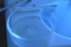 Pachybrachis hepaticus