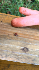 Coleomegilla maculata