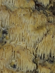 Sarcodontia uda
