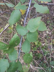 Rubus
