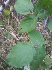 Rubus
