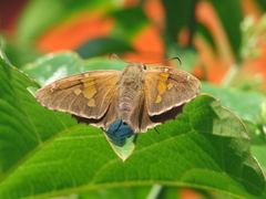Epargyreus tmolis