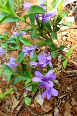 Dyschoriste rogersii