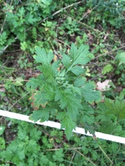 Artemisia vulgaris