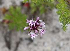 Lobelia jasionoides