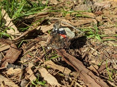 Vanessa atalanta