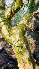 Commiphora marlothii