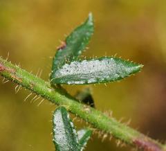 Tetratheca labillardierei