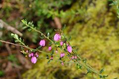Tetratheca labillardierei