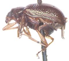 Percolaspis