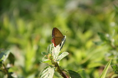 Heliophorus epicles