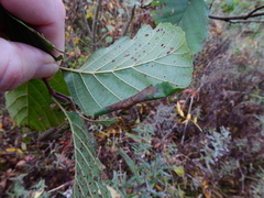 Caloptilia elongella