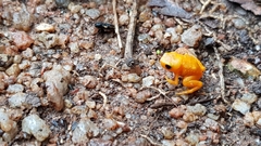 Brachycephalus ephippium