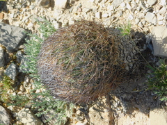 Echinomastus unguispinus